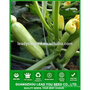 NSQ03 Jianda hybride graines de courge semences F1 fournisseur